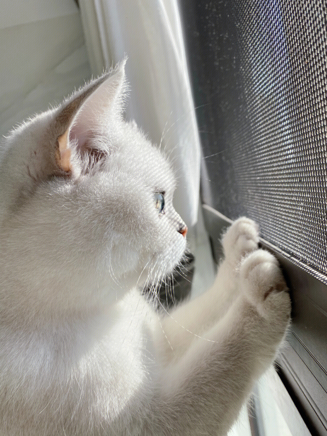 猫猫铁窗泪图片