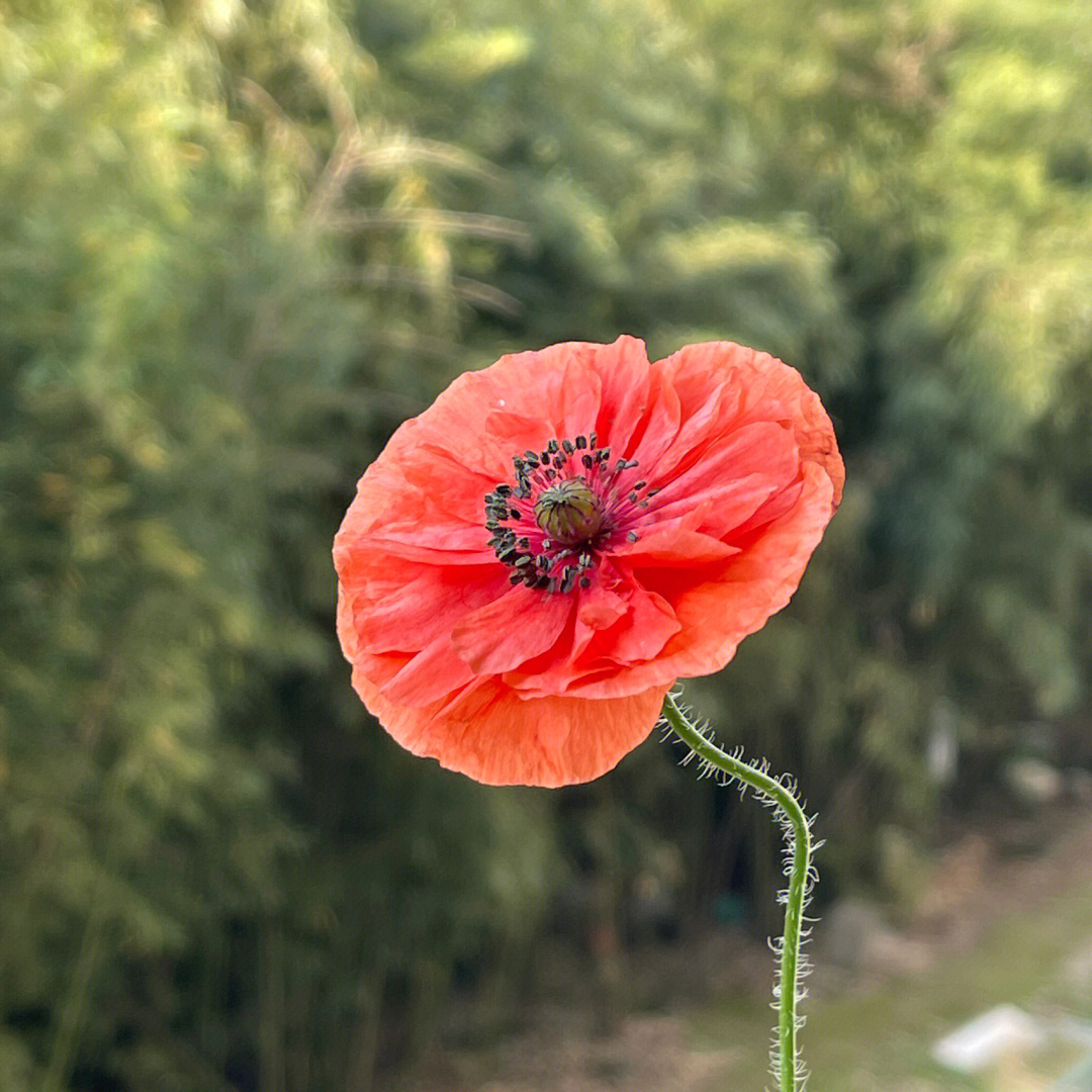 吸血植物奇枯里斯花图片