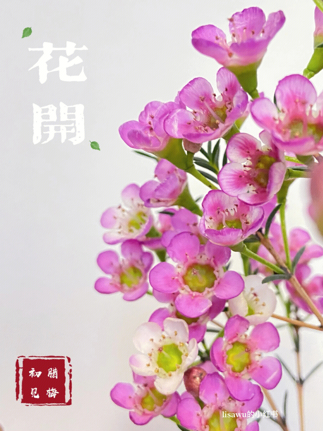 粉色腊梅的花语图片