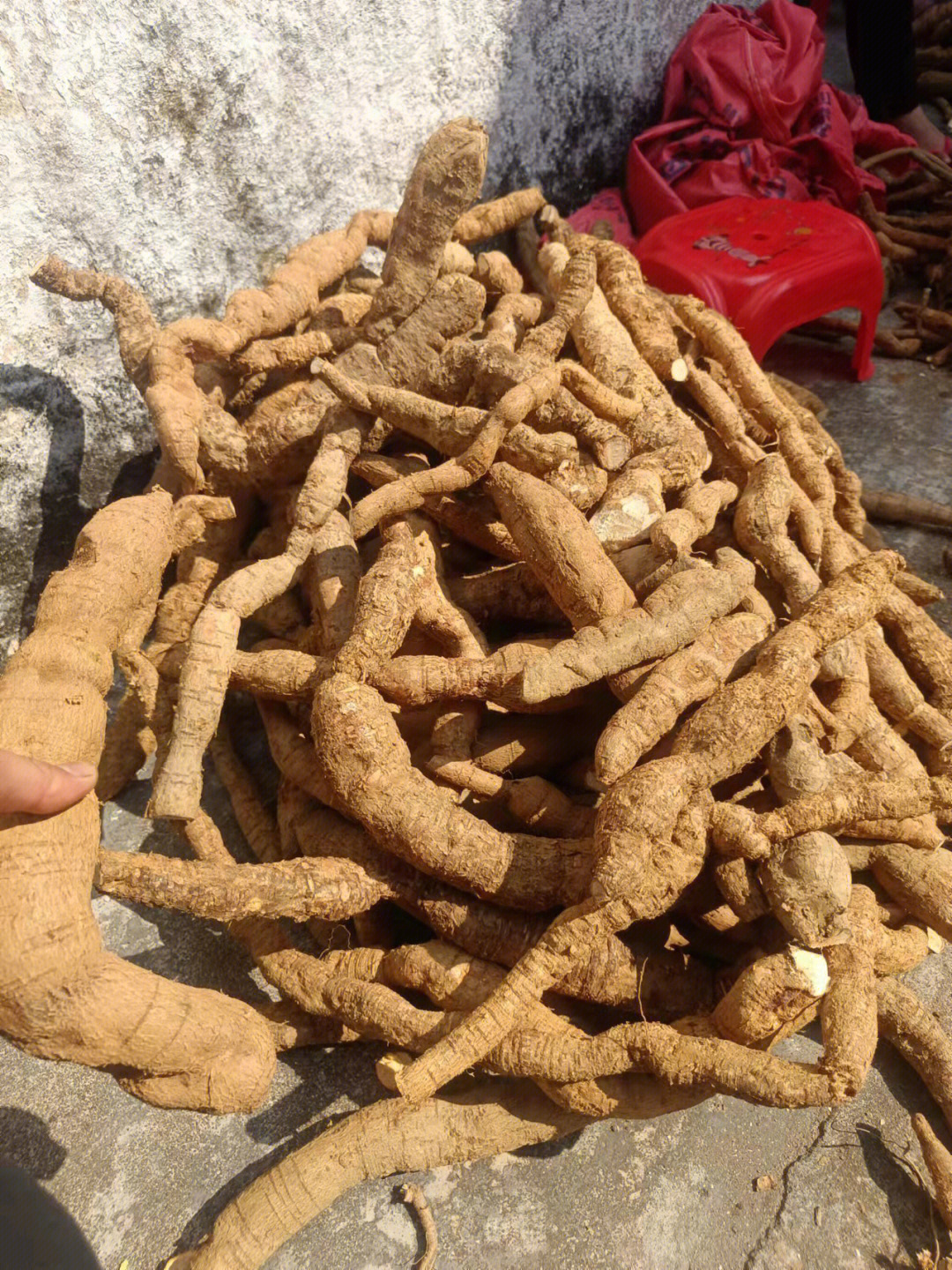 台山野生牛大力