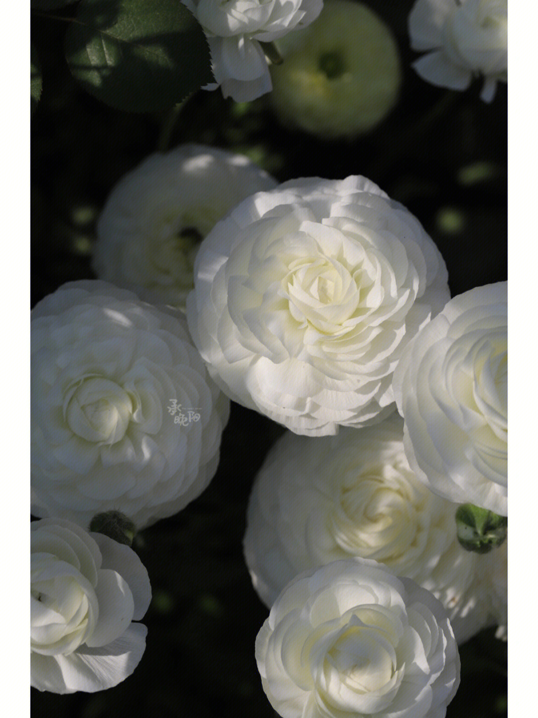 白色的花毛茛真的是最仙气的存在