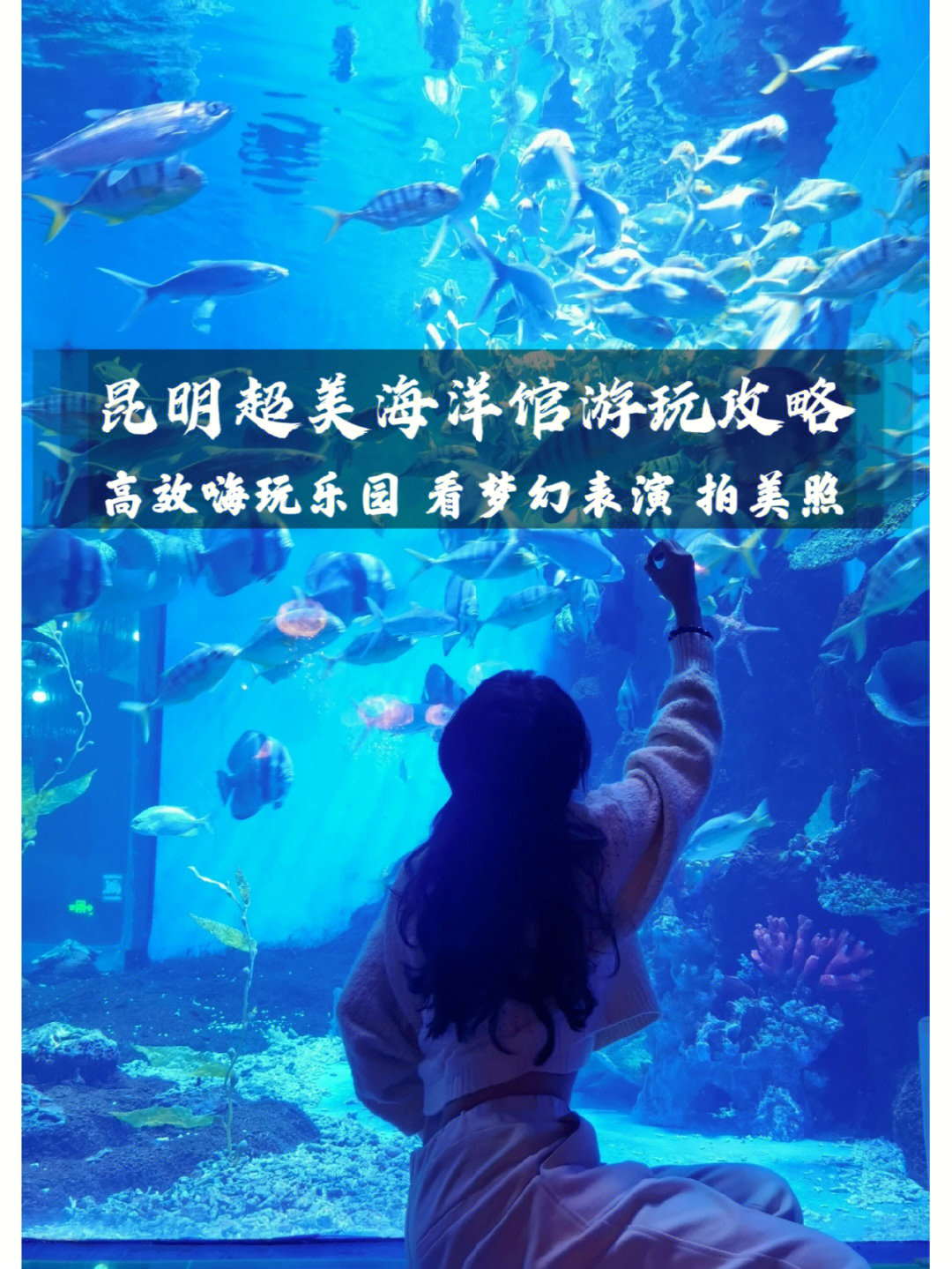 昆明花都海洋世界攻略高效嗨玩精华景点