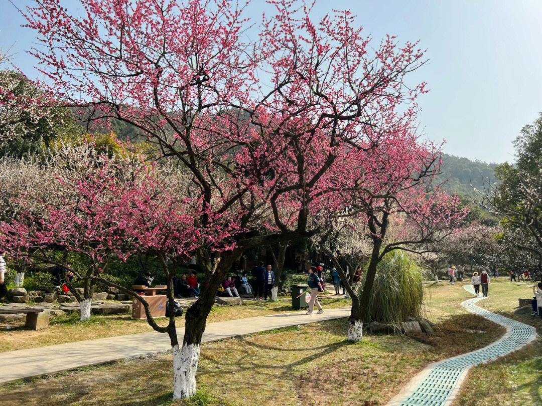 余杭超山风景区免门票图片