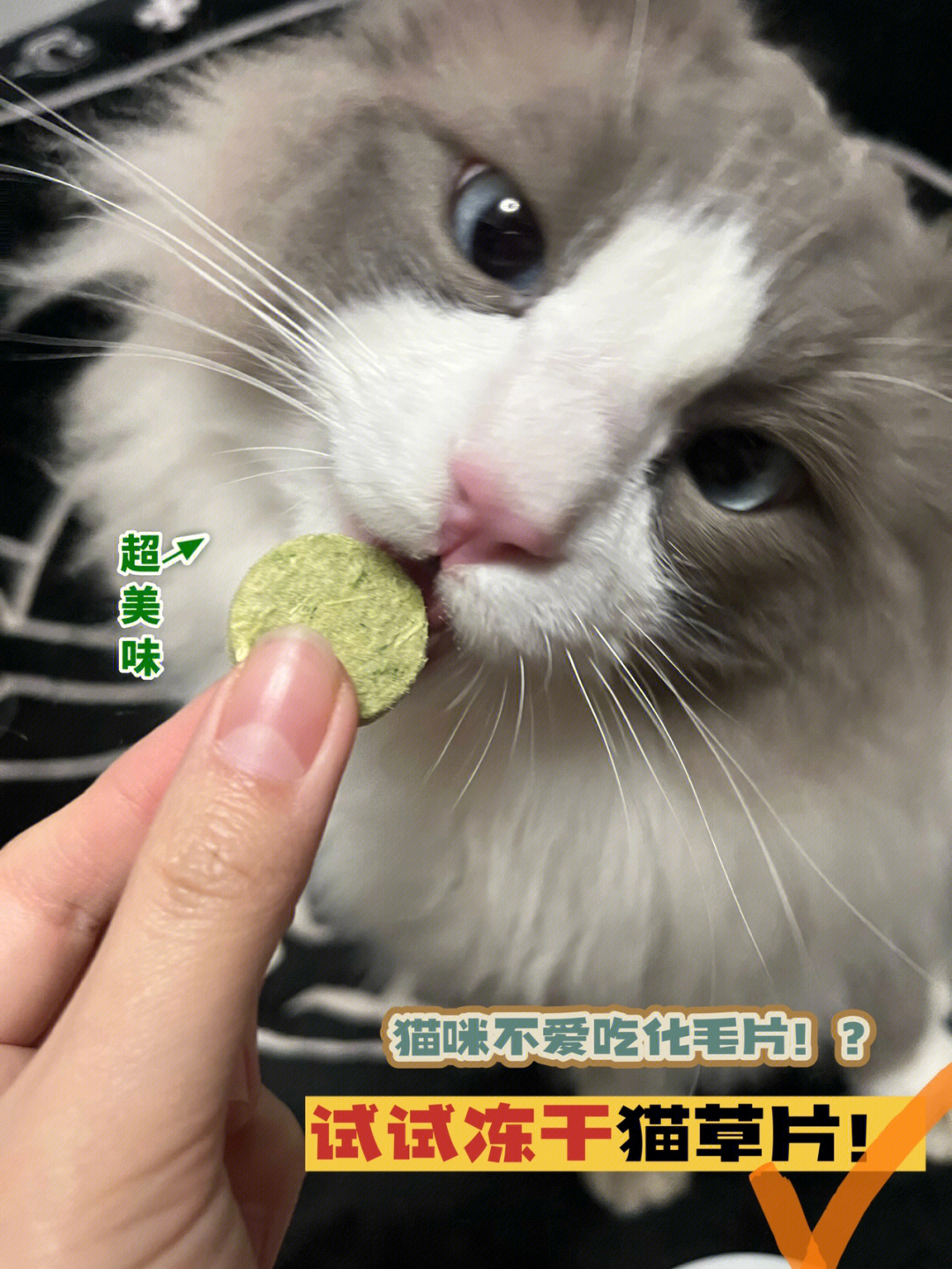猫咪不爱吃猫草片怎么办
