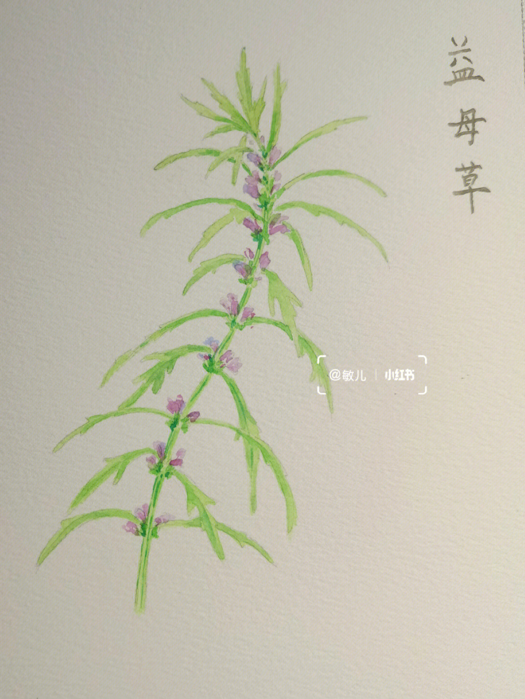 霞草手绘图片