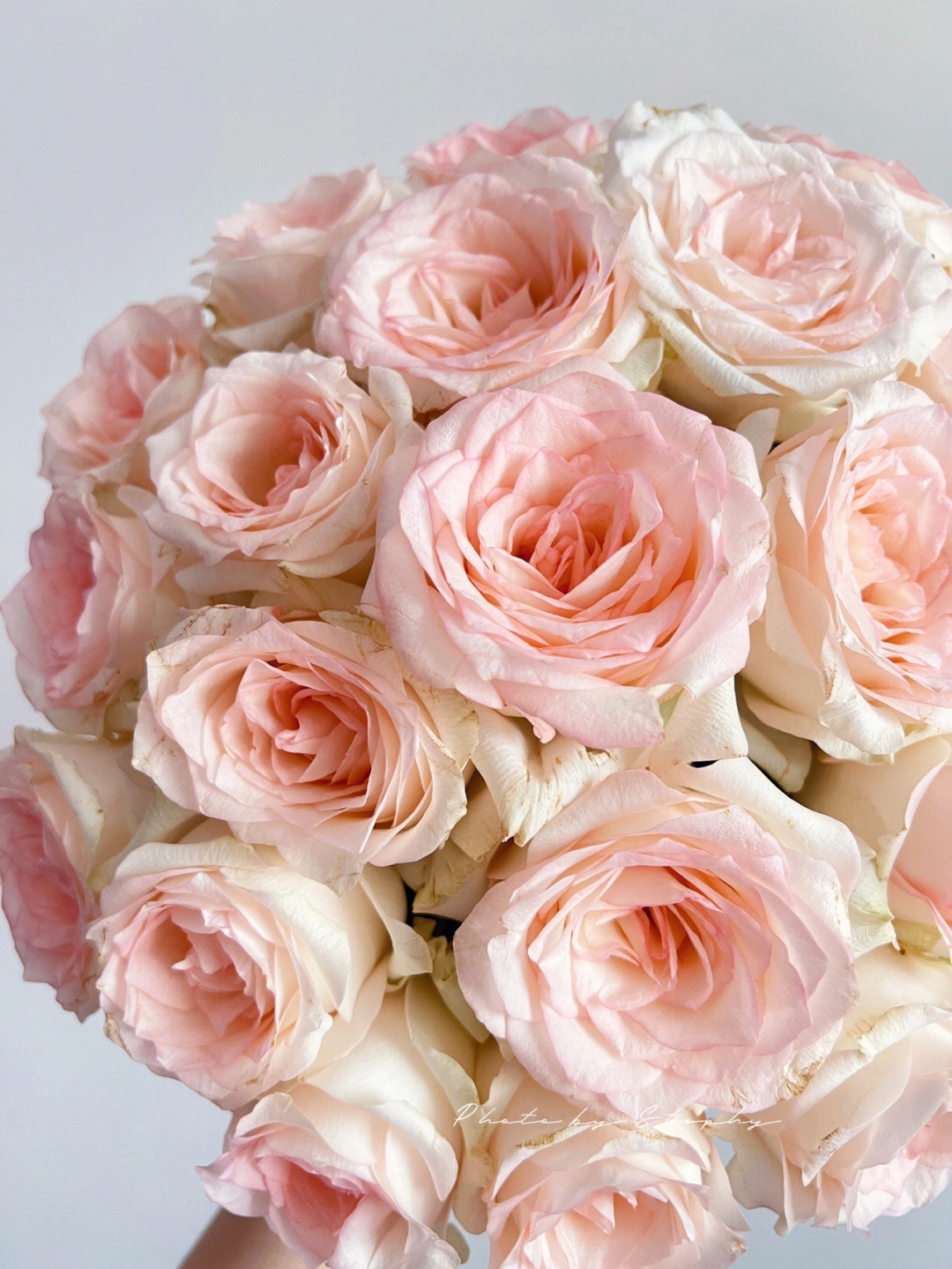 鲜花分享小白兔玫瑰