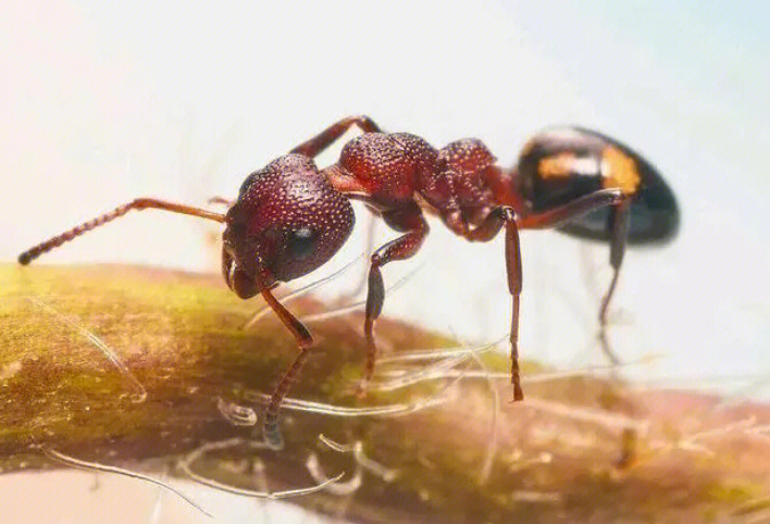 蚂蚁有几种类型及图片图片