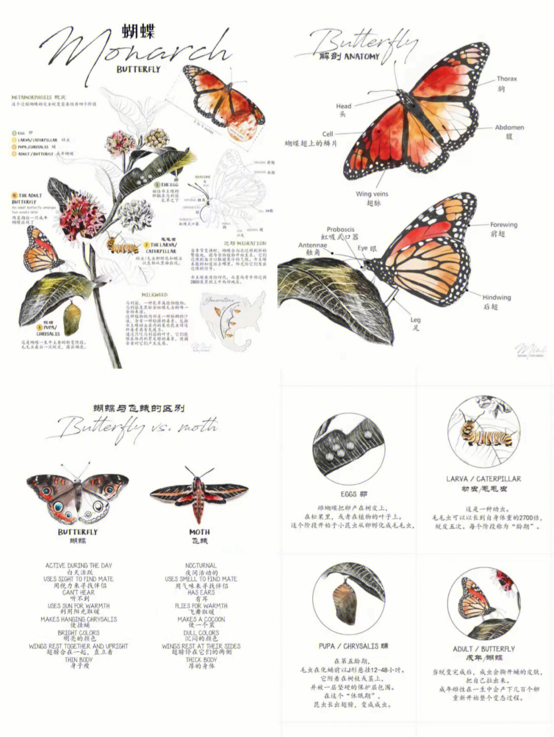 蝴蝶用英语怎么说图片