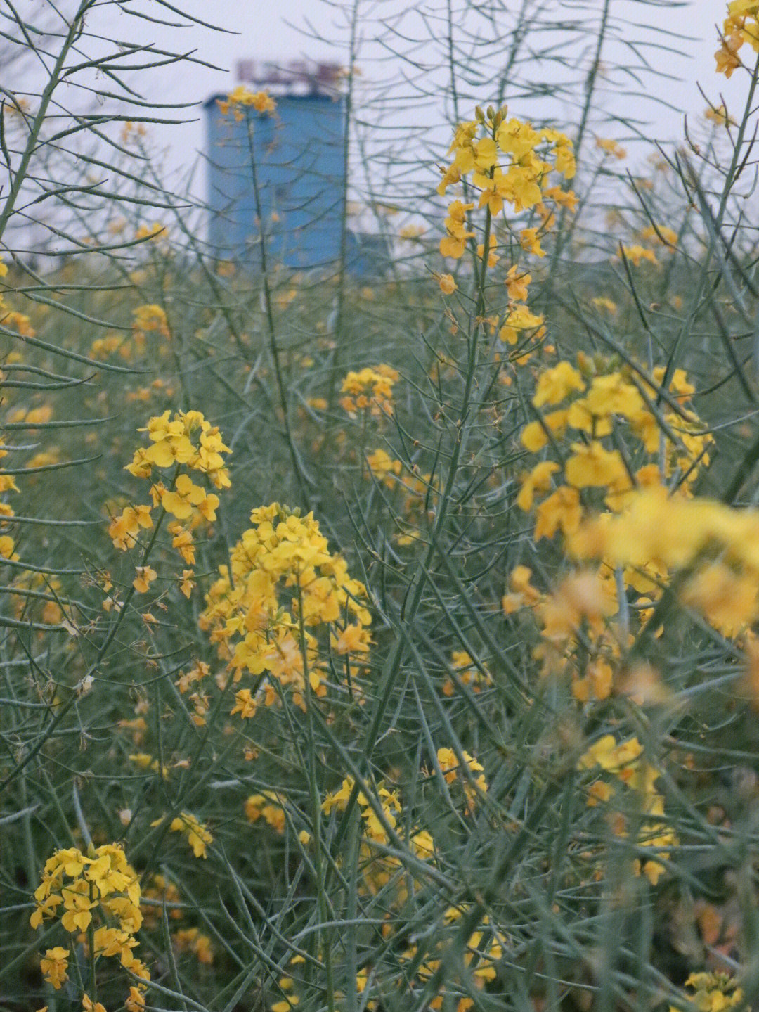 油菜花的气味图片