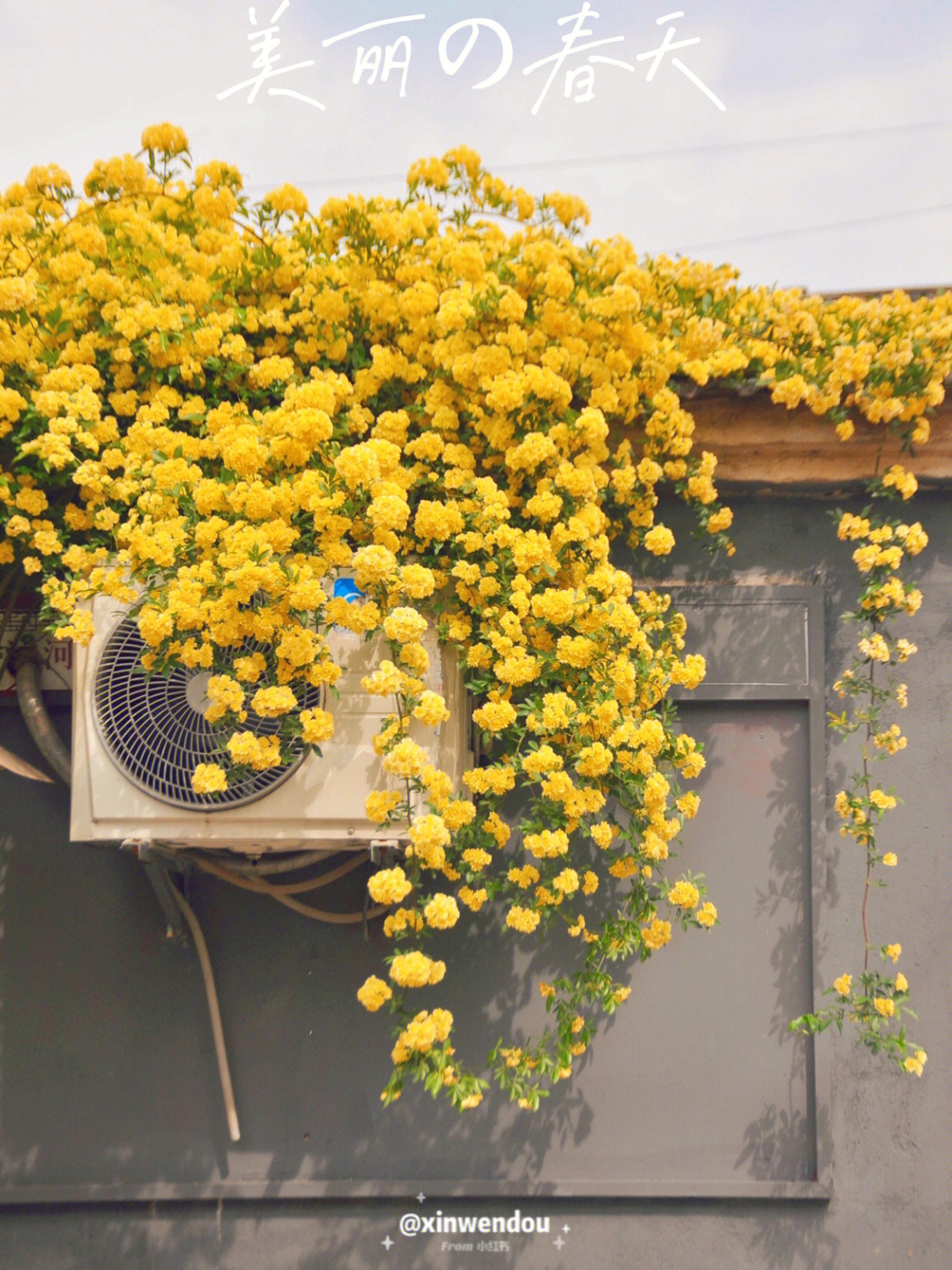 扬州黄色木香花小众景点