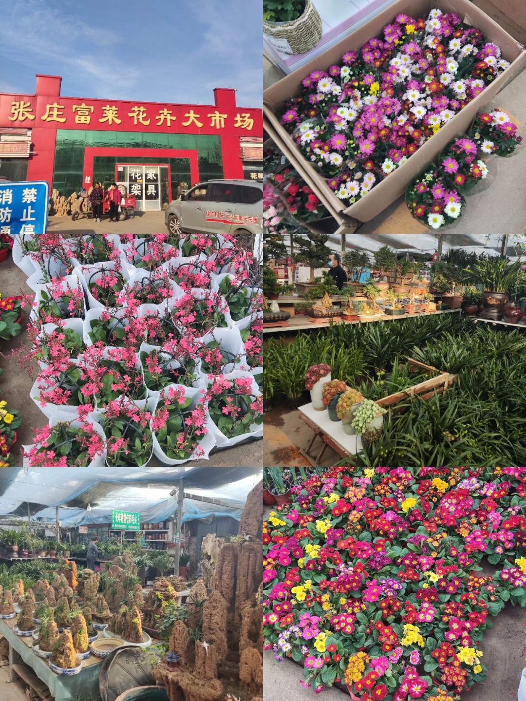 华洲路龙大花卉市场图片