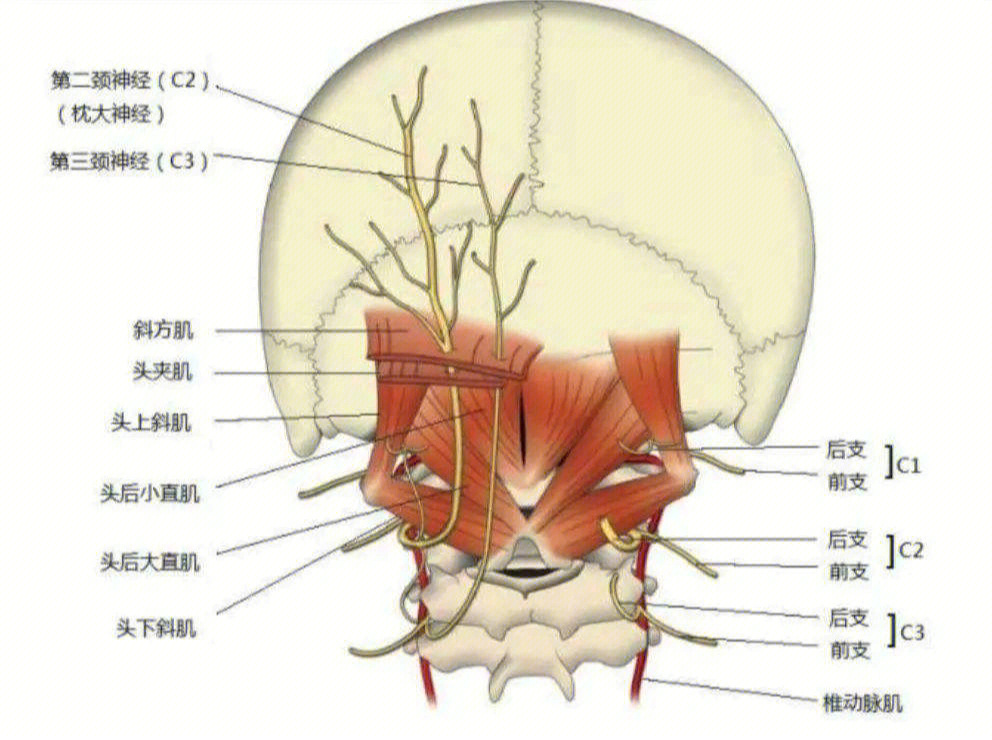 头后大,小直肌:属于颈部最深层肌肉,属于枕下肌群的两块肌肉.