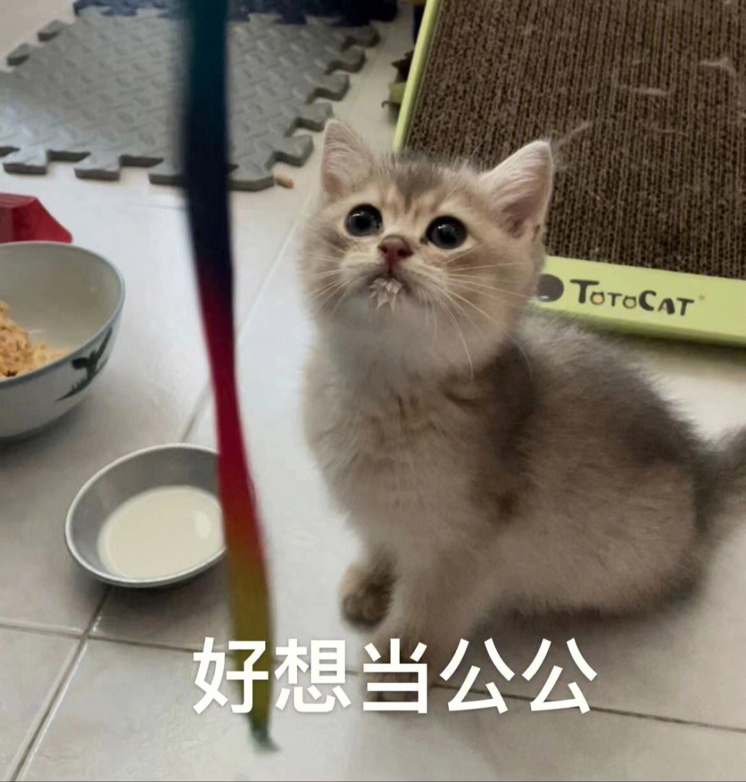 小猫奇怪的请求