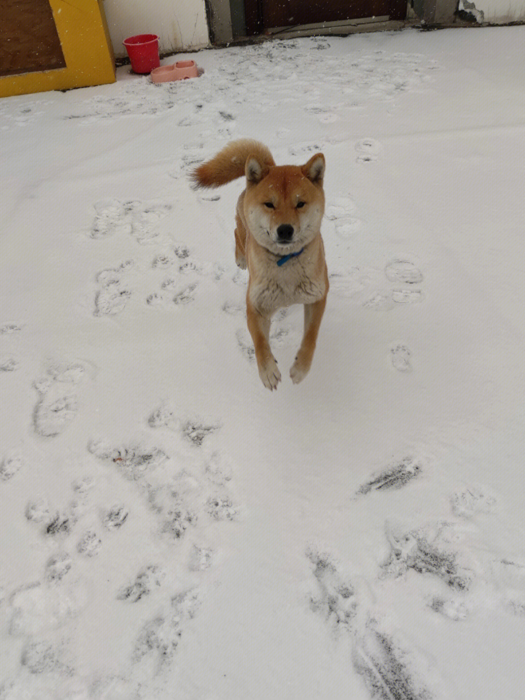 下雪了高兴到起飞的狗子旺财