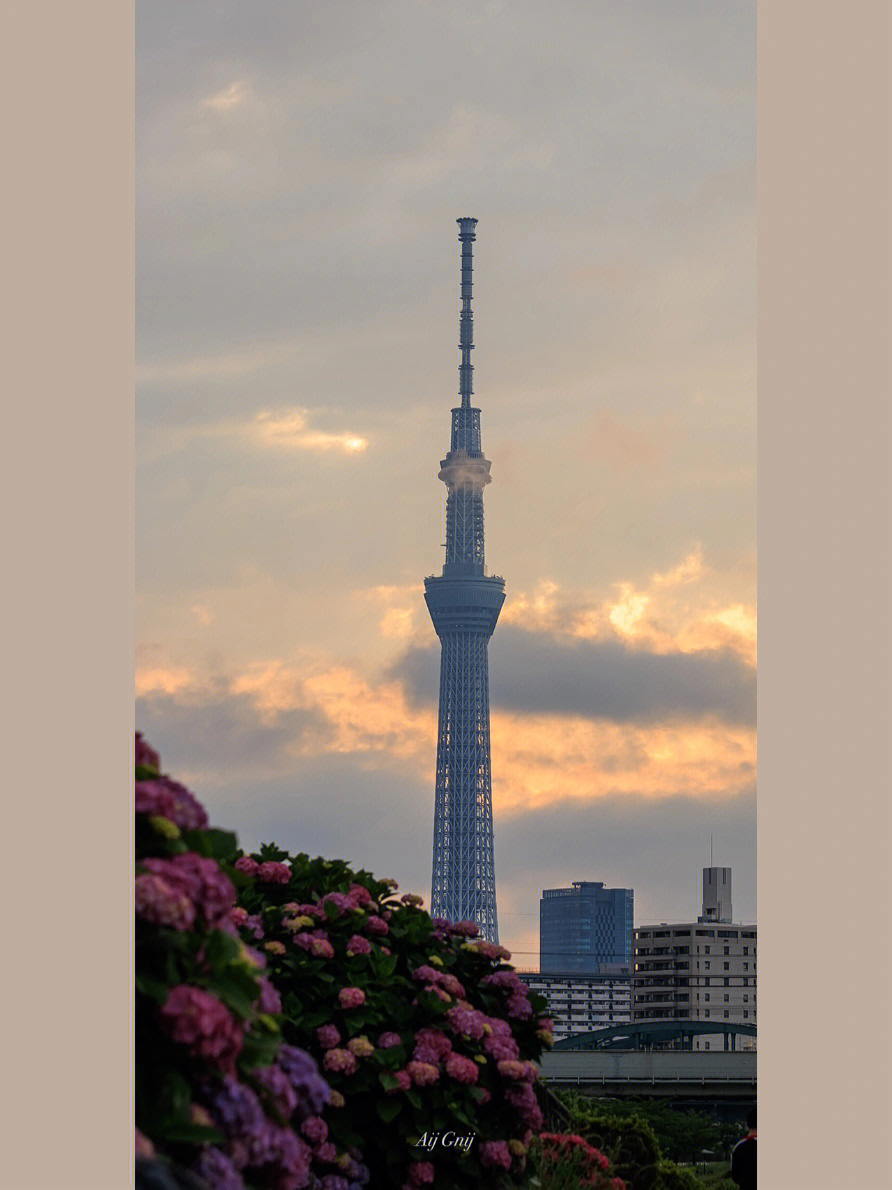 东京天空树多高图片