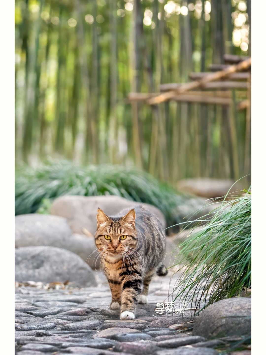 猫猫山村图片