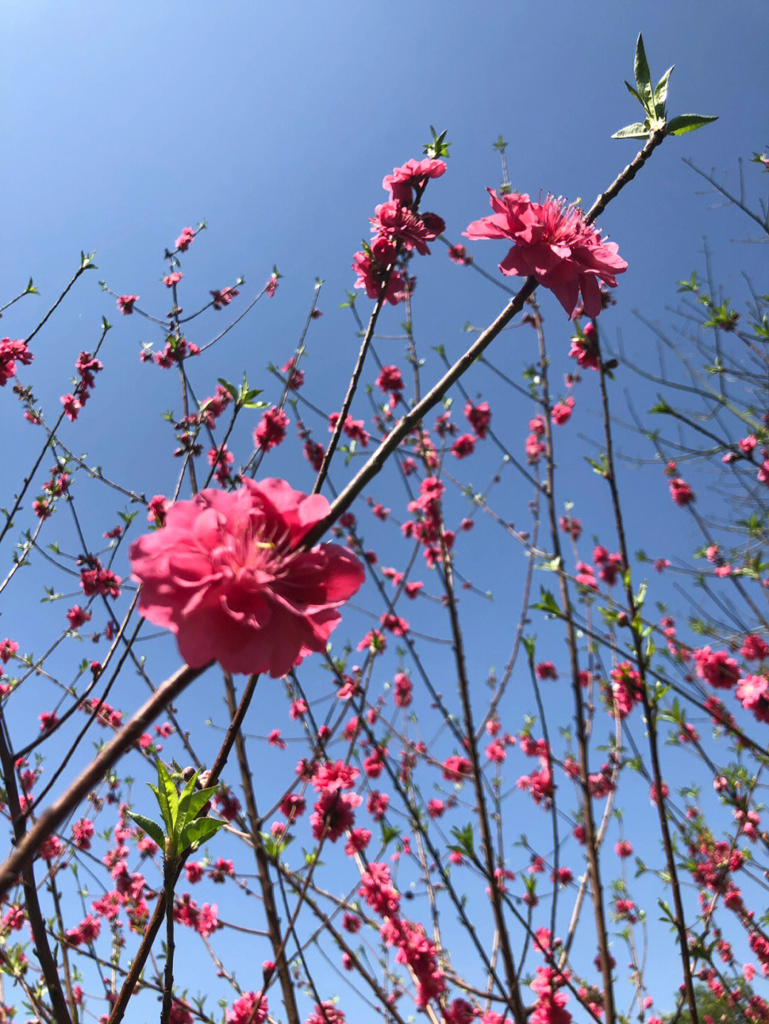 天气这么好一起看桃花朵朵开呀