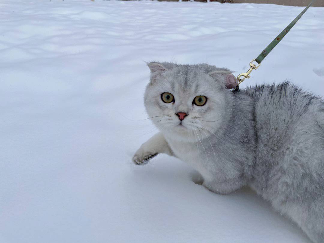 雪地小猫咪