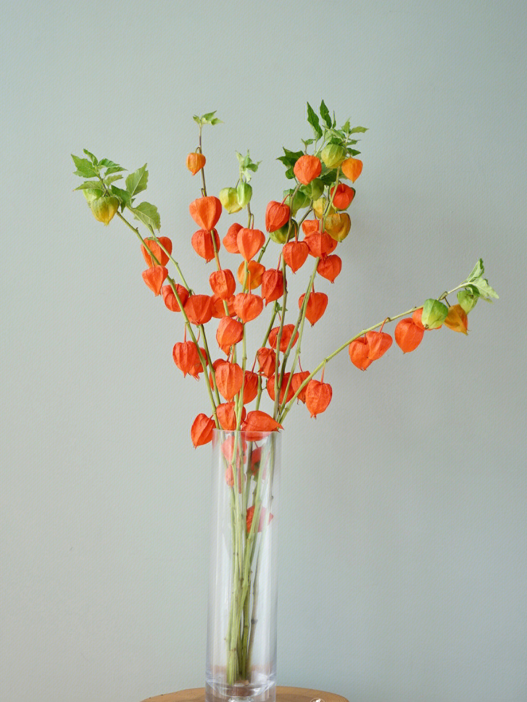 荷兰酸浆果花语图片