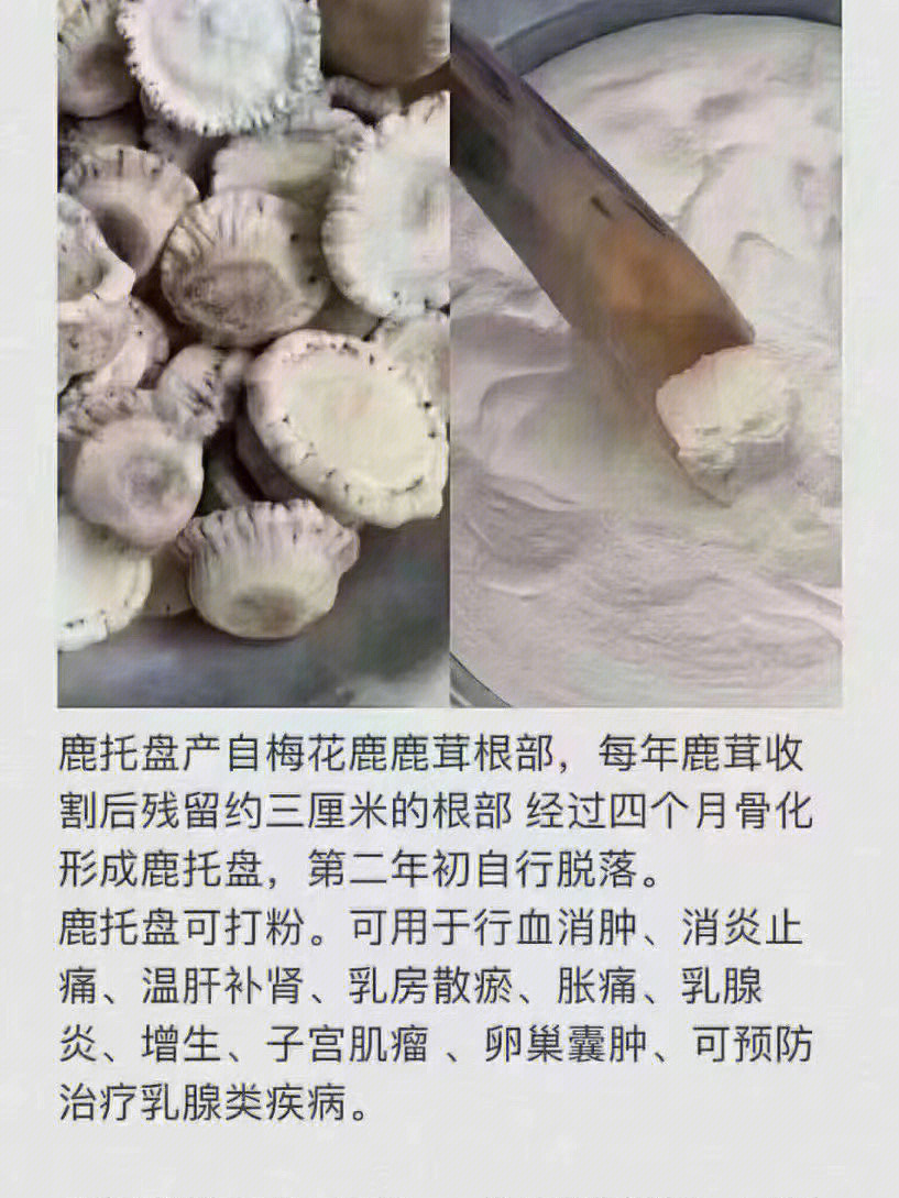 鹿角帽粉食用方法图片