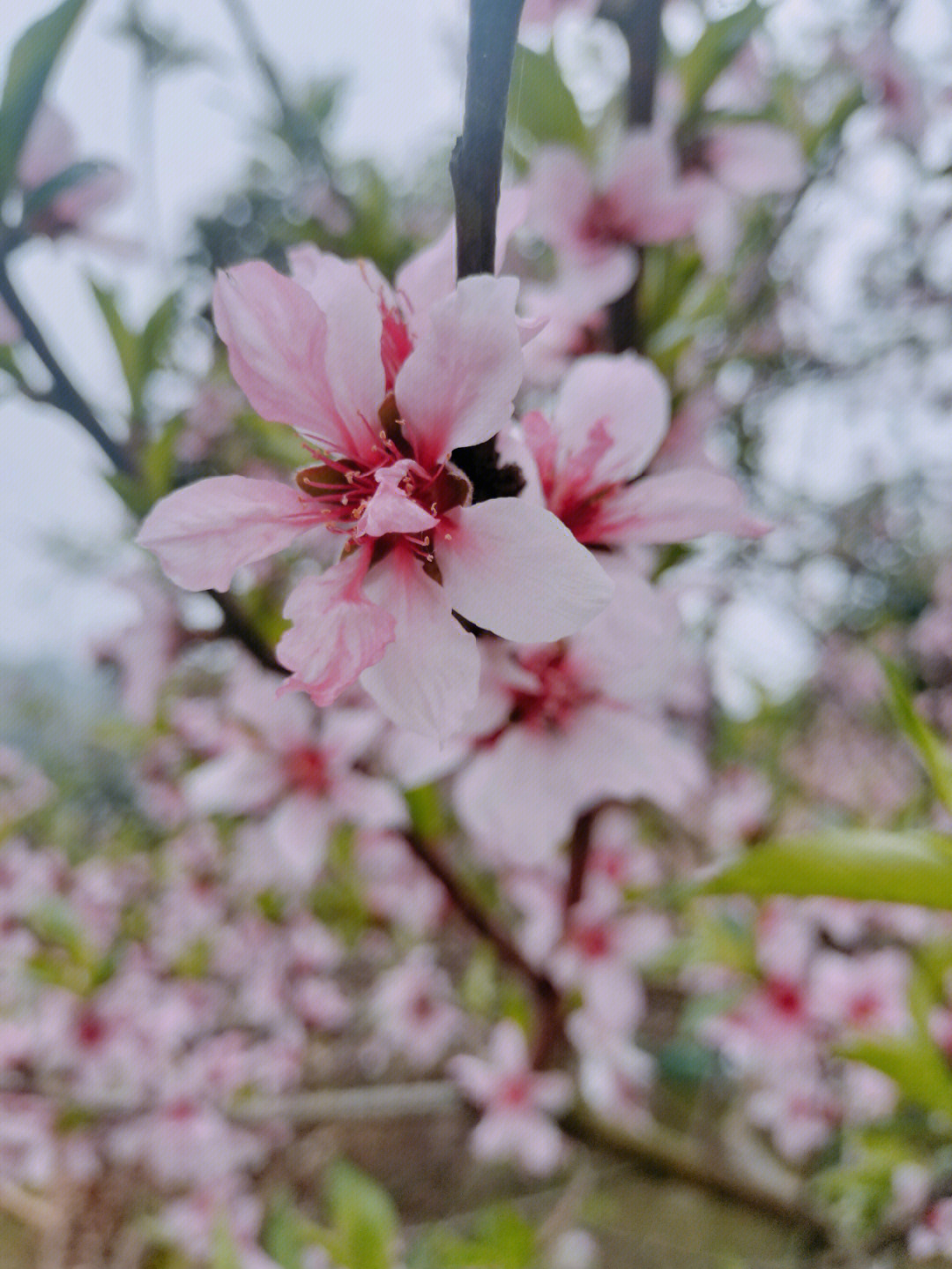 桃花朵朵开