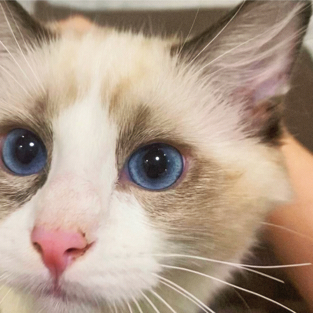 布偶猫瞳孔变红图片