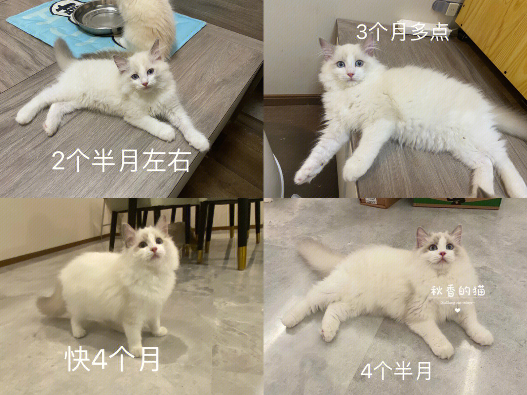 布偶猫变色过程图图片