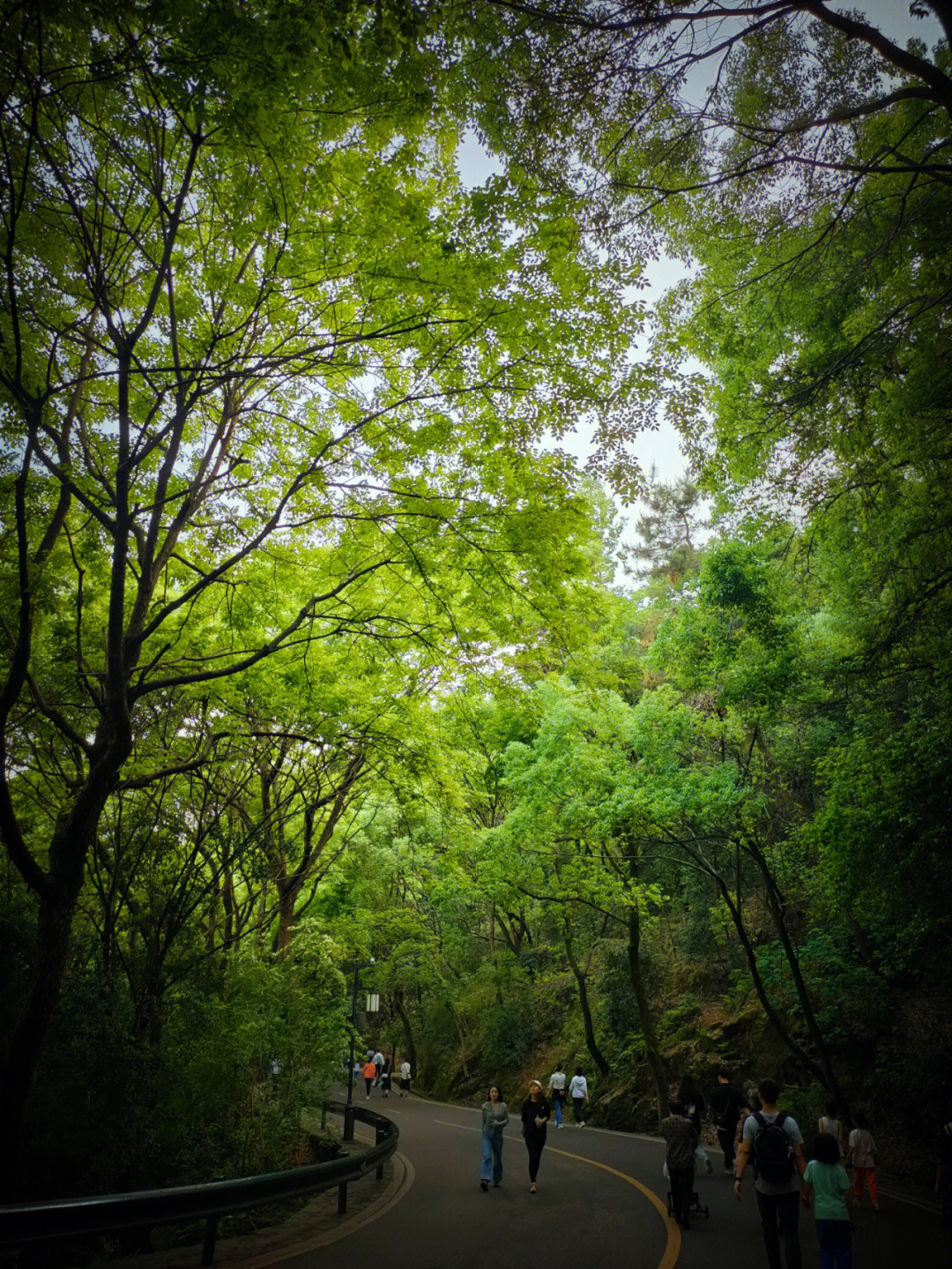 岳麓山植物图片及简介图片