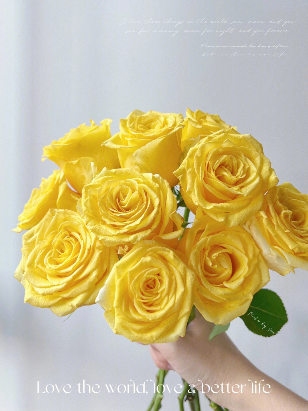 黄金灿灿的金枝玉叶玫瑰开启新的一周