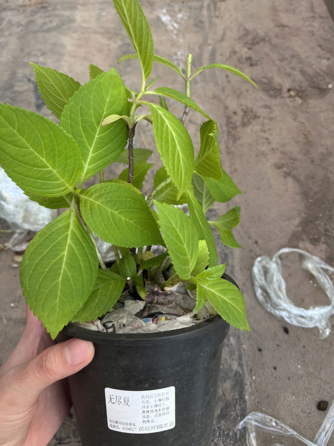 无尽夏带花苞来的,为了壮苗,把花苞剪了筋骨草和芝樱的根系很强健,土