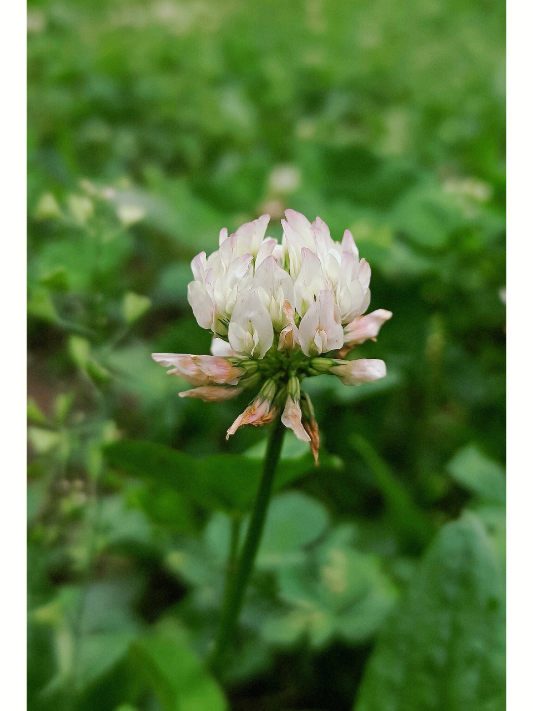 白花车轴草