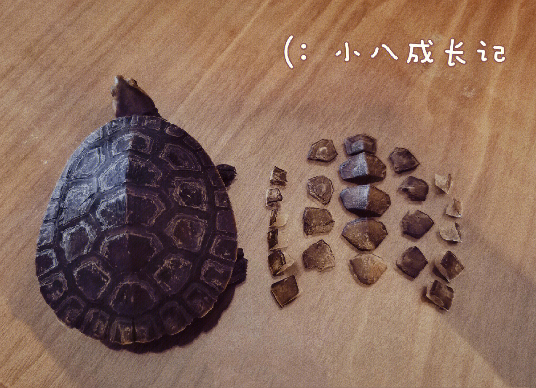 乌龟的成长过程记录图片