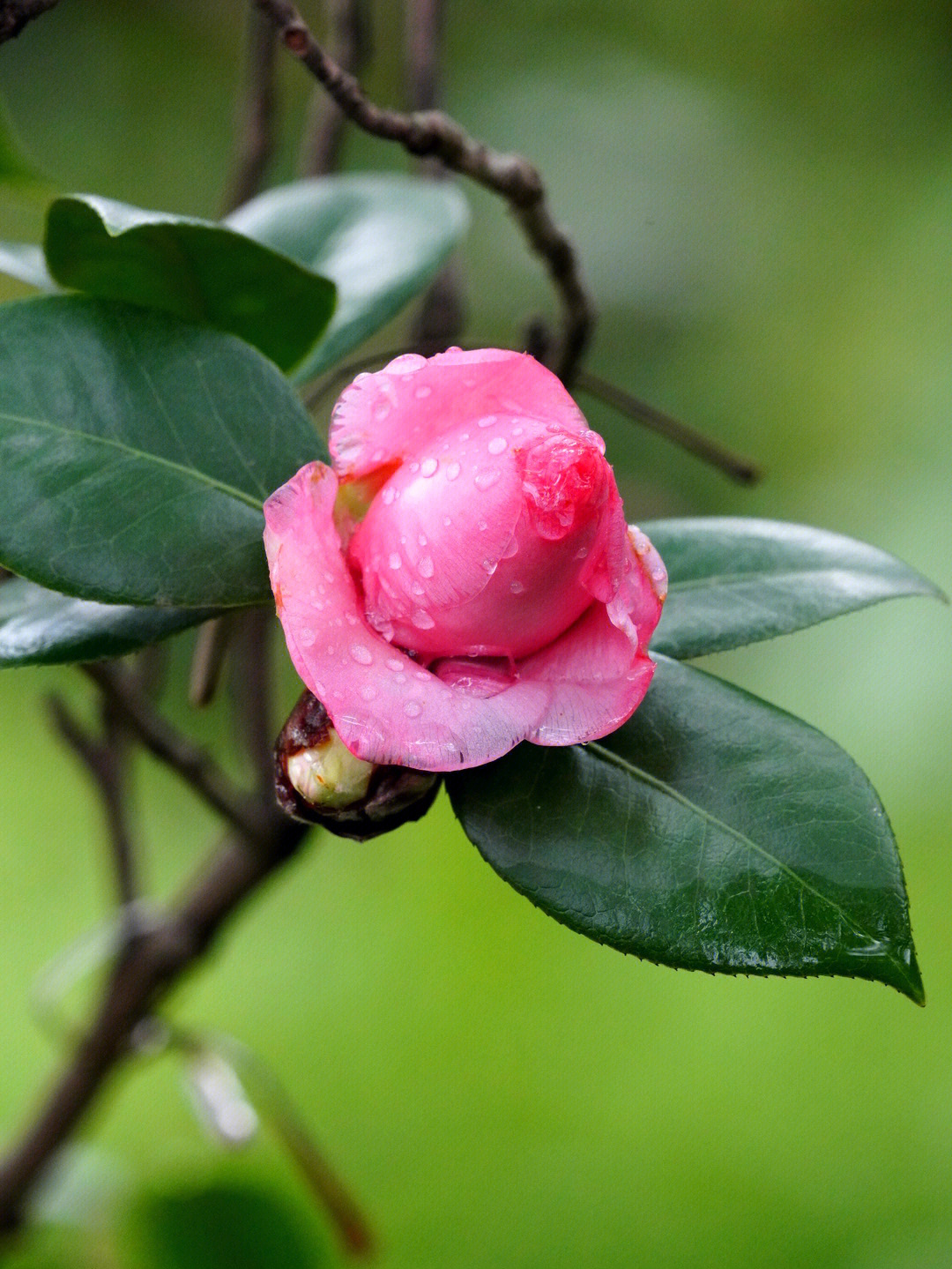 春茶花简谱图片