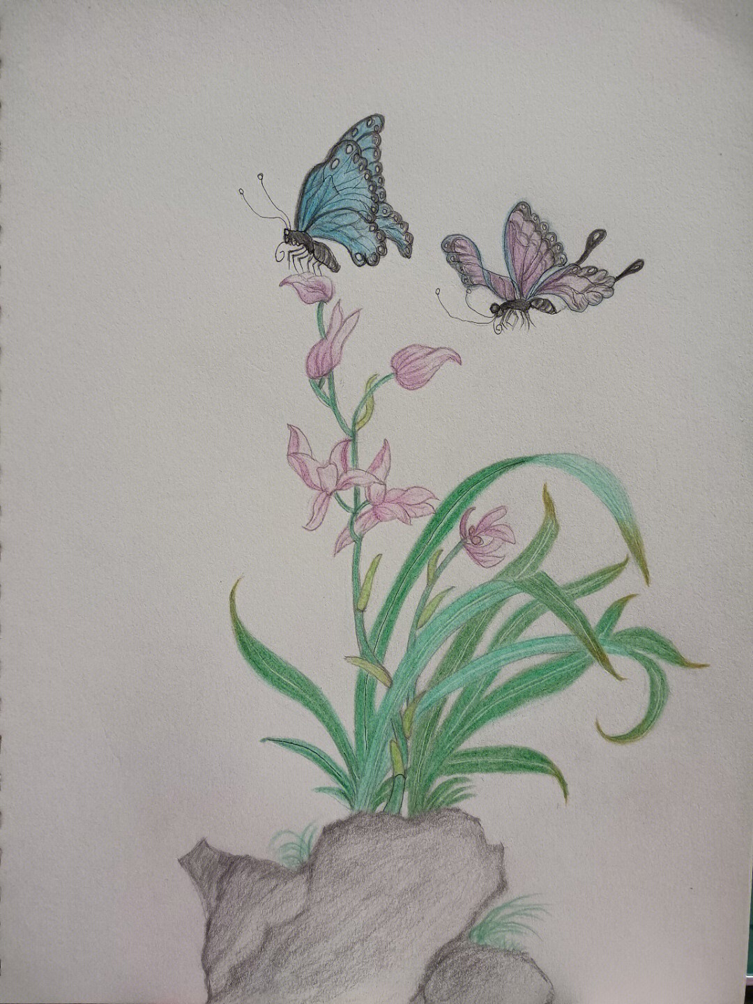 0222,临摹一张喜欢的兰花彩铅画《蝶恋花》