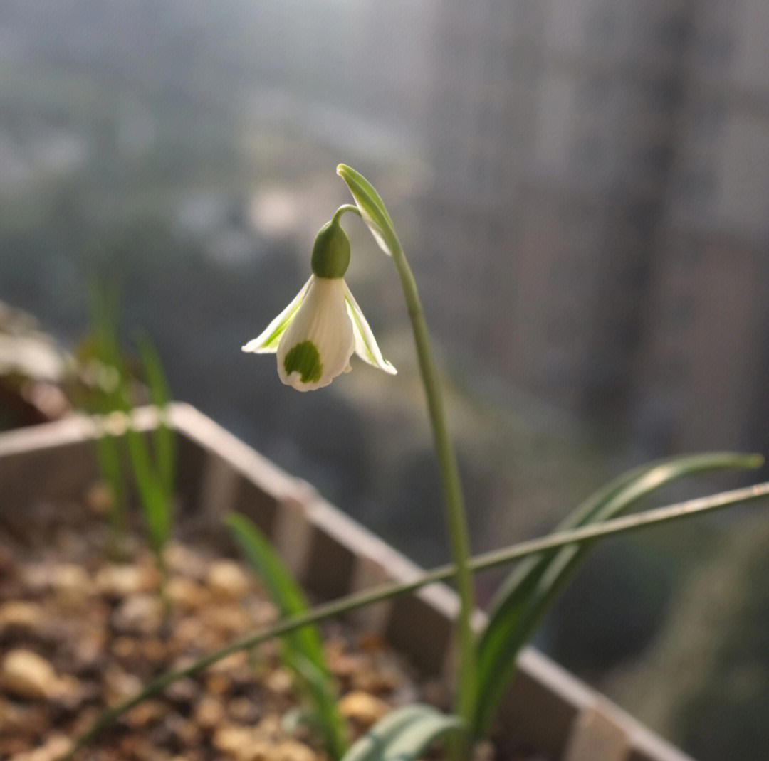 一款比较稀有的雪滴花