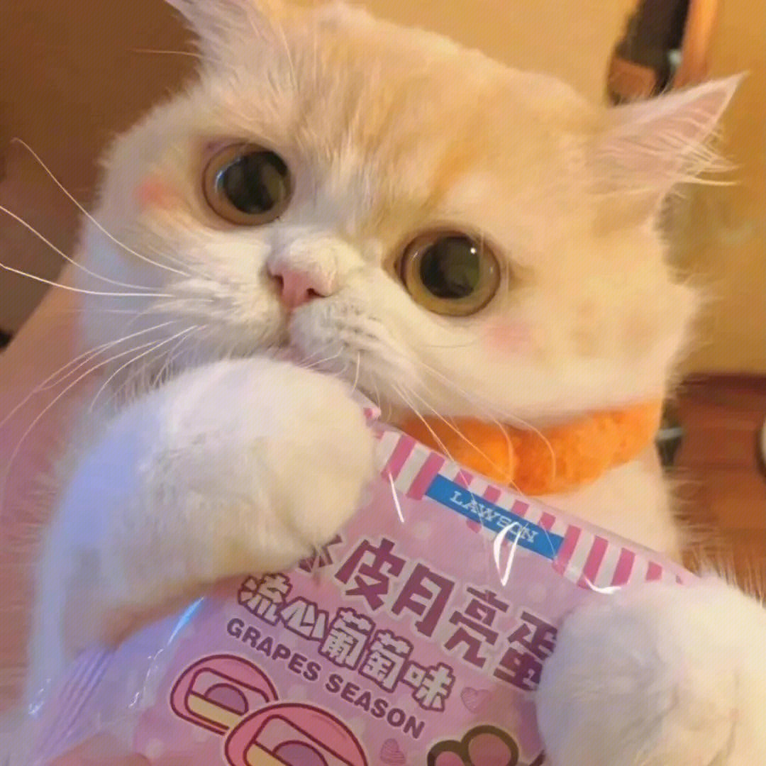 可爱猫咪头像