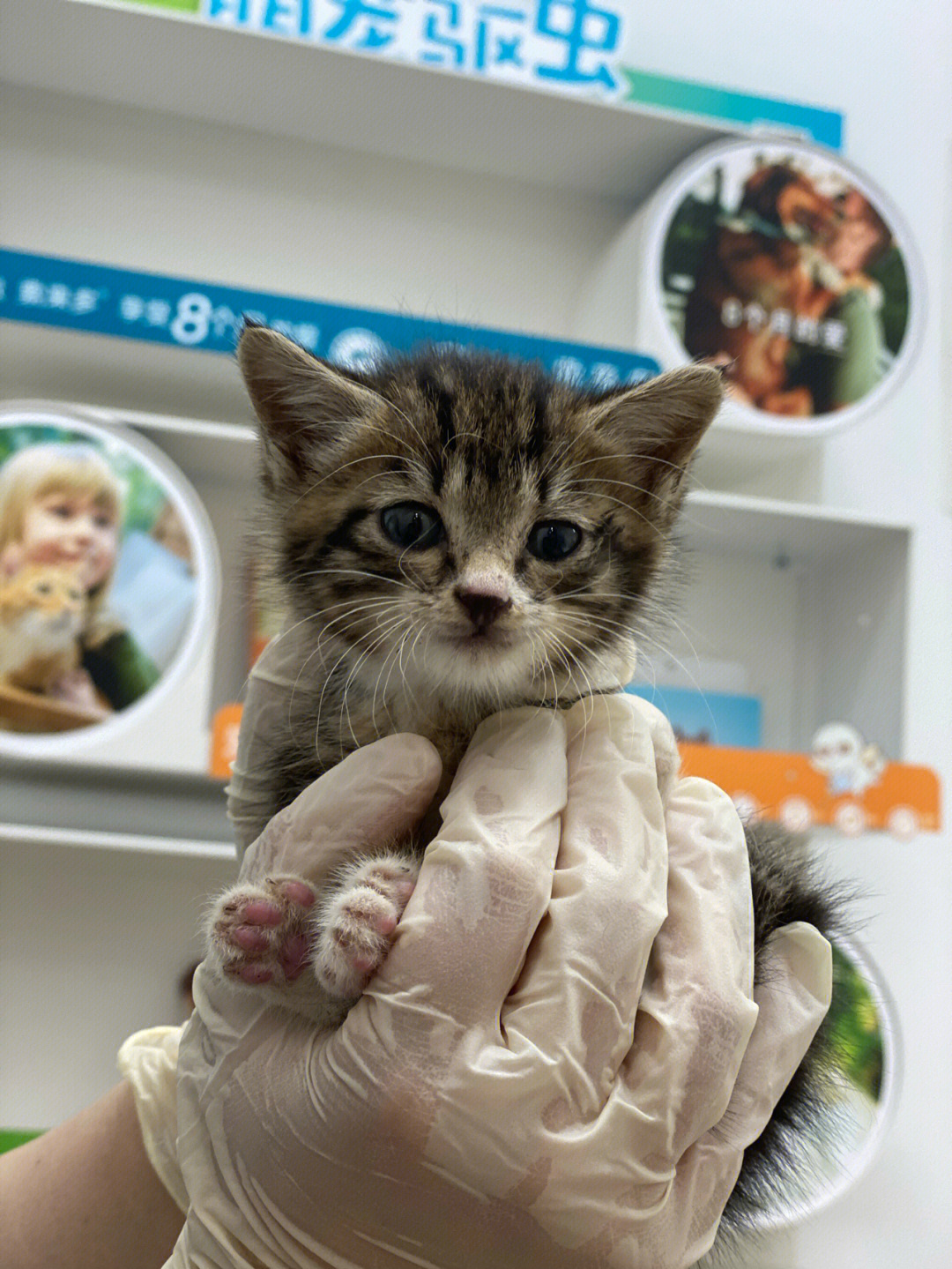 乌云踏雪白手套小奶猫图片