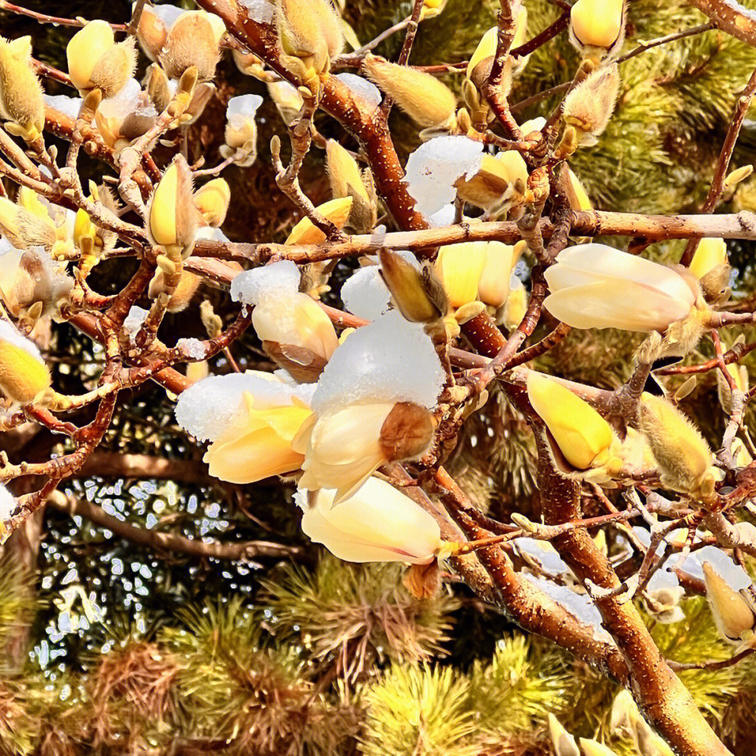 踏雪寻梅,春回大地,迎春山桃玉兰樱花争奇斗艳之时冬姑娘依然依依不舍