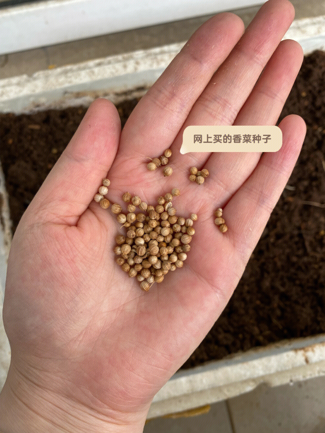 拿出前段时间买的香菜种子,准备利用泡沫箱给香菜播种