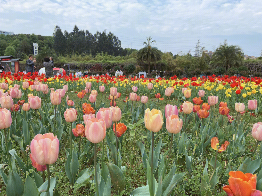 湖南省植物园春日氛围感樱花