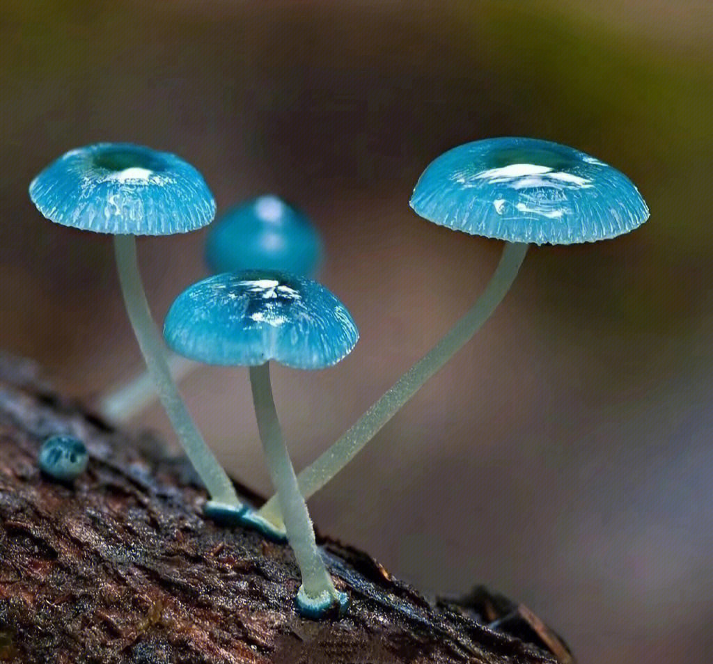 天蓝蘑菇 粘团子图片