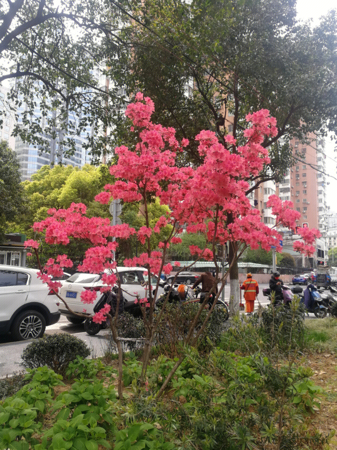 衢州市市花市树图片