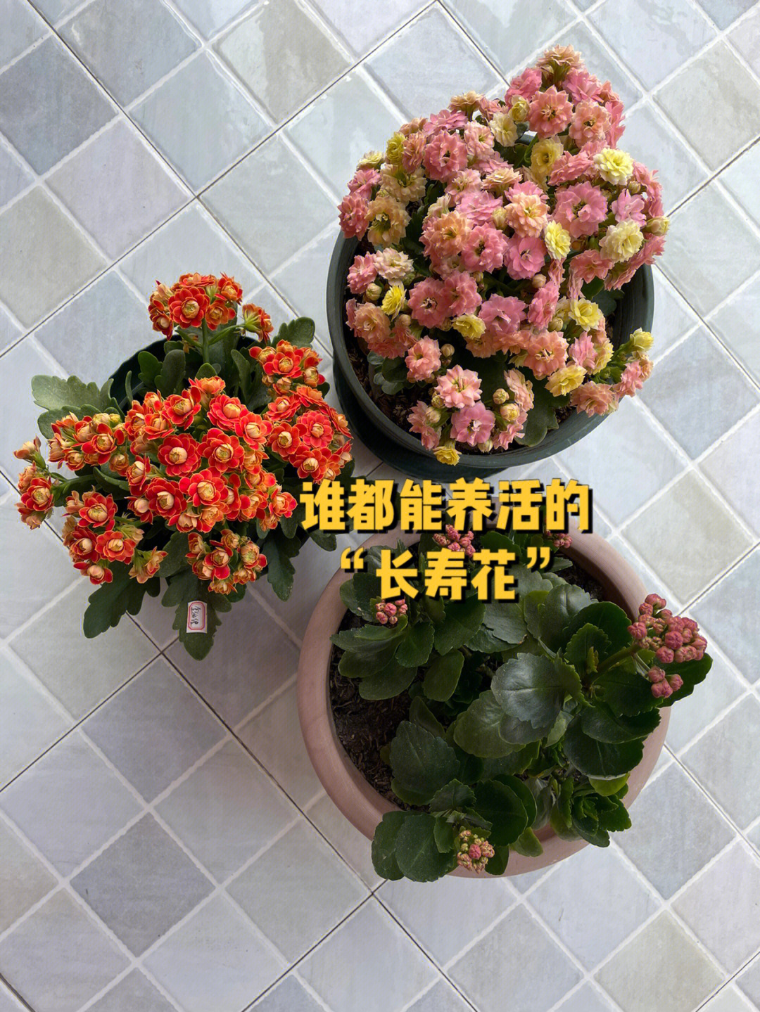 长寿花植物朋友记录卡图片