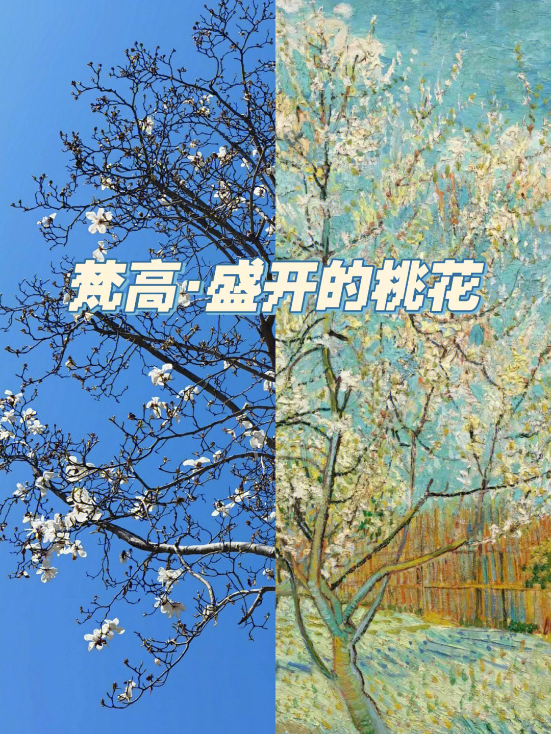 了梵高有又一幅作品,让我有了这篇的灵感,虽然他画的桃树,我拍的玉兰