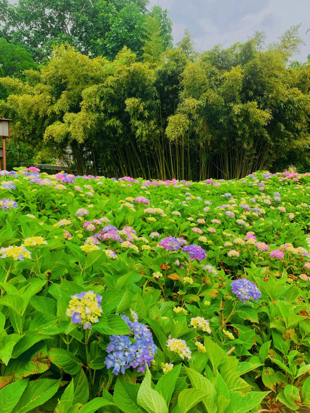 西安最好的花海公园图片