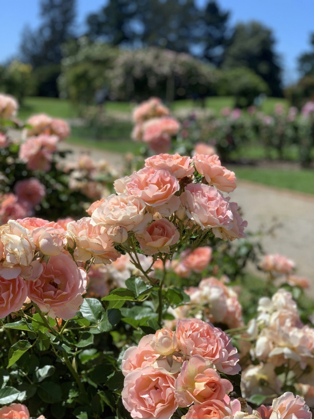 墨尔本西边的玫瑰花园