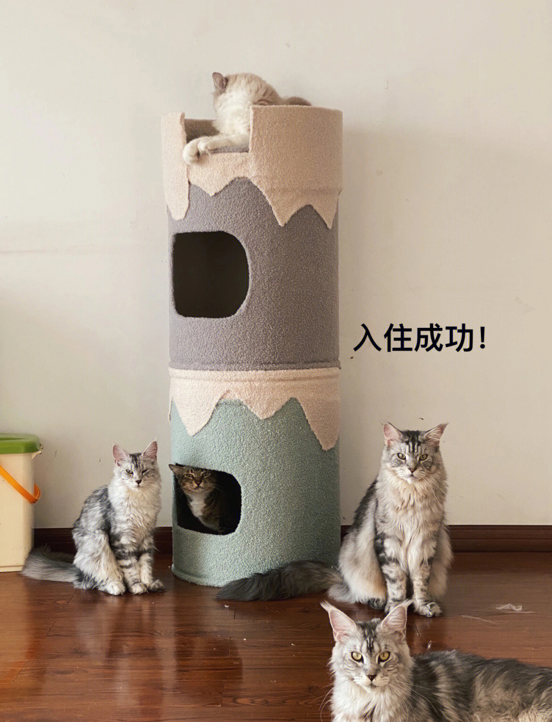 diy猫窝猫爬架交作业啦