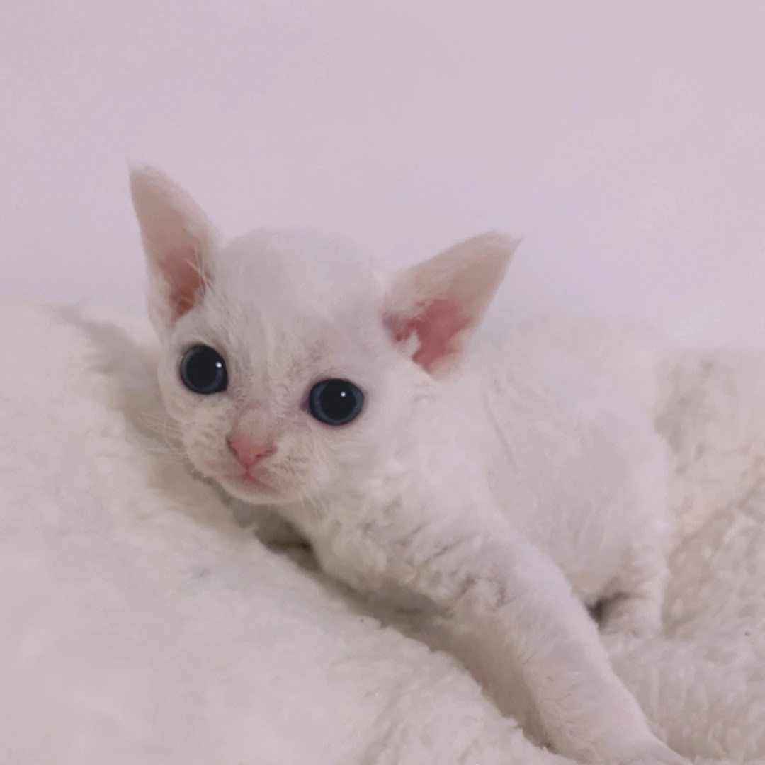 白色卷耳猫图片