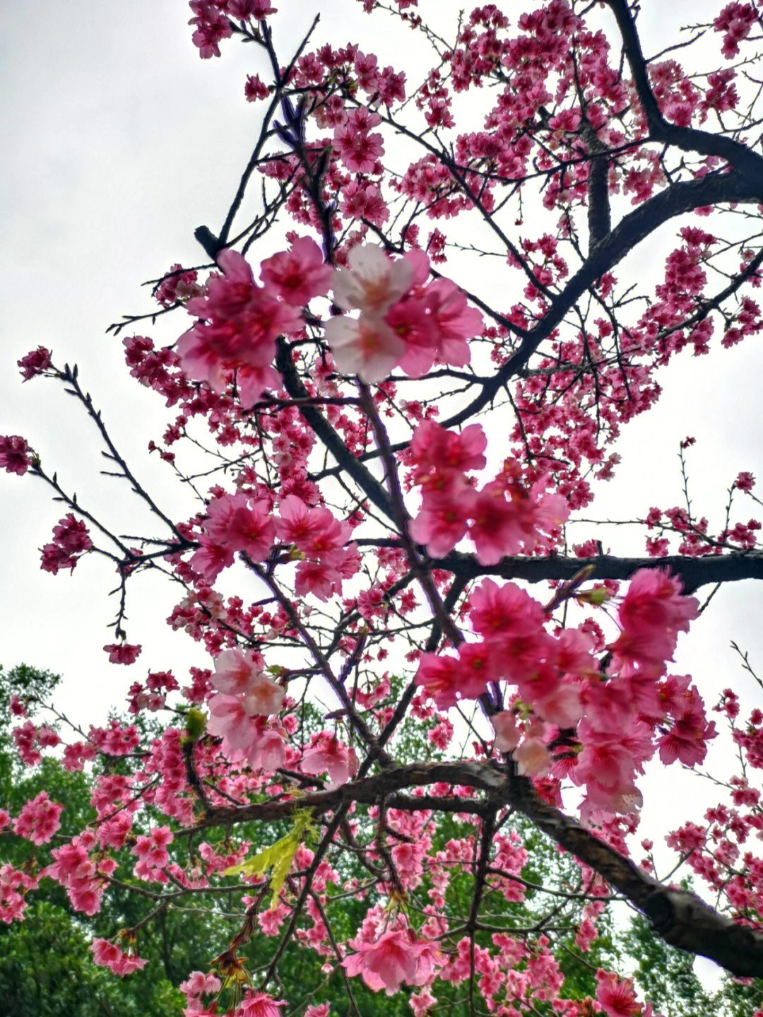 台北樱花开了