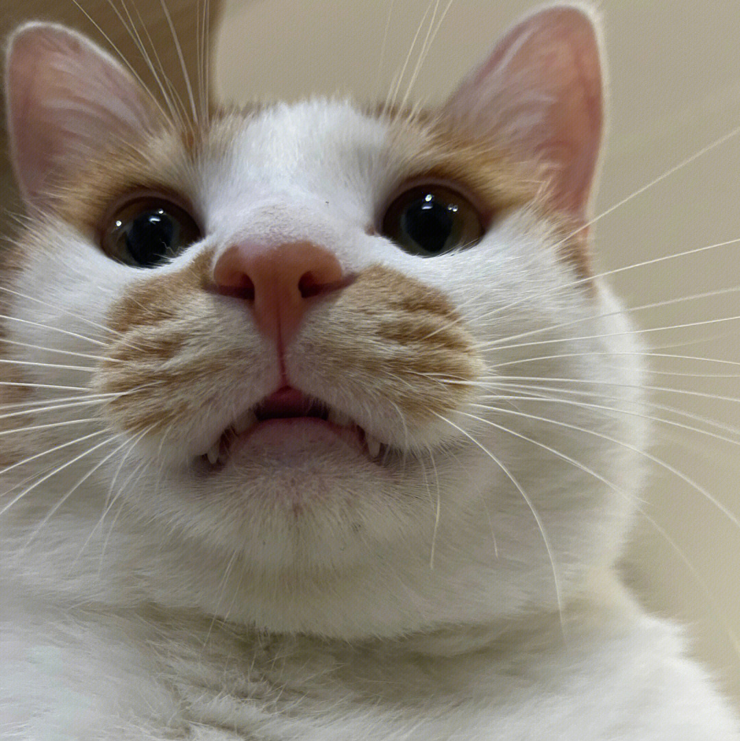 猫咪嘴巴正常图片图片